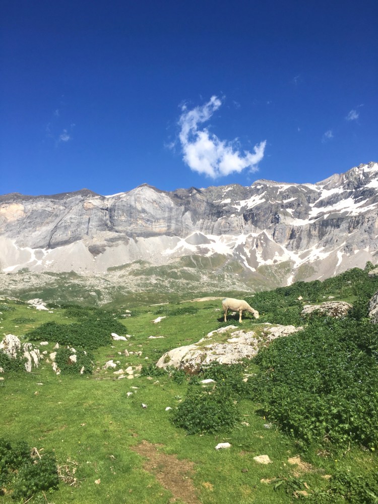 Mouton au sommet du cirque de Troumouse
