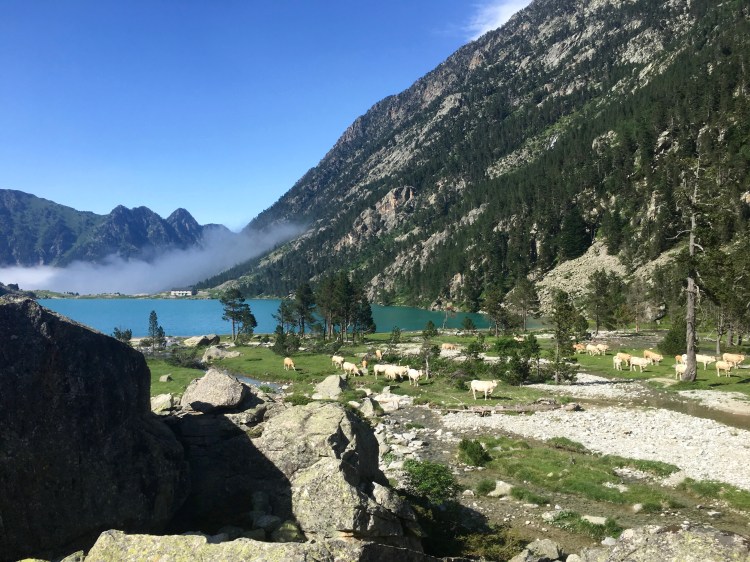 Vaches du lac de Gaube rainbow&amp;runlight